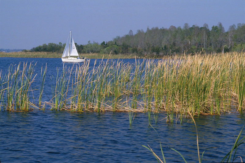 Image of a sailboat and coastal grasses at John Chestnut, St. Park in Palm Harbor.